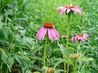 Pink Coneflowers with Bees in Green Garden