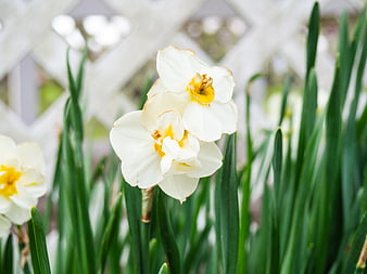 White Daffodils Blooming in Spring Garden