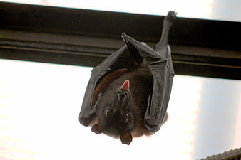 Close-up of a fruit bat hanging upside down with tongue out