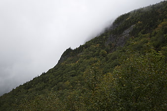 Misty Mountain Slope with Dense Forest and Fog