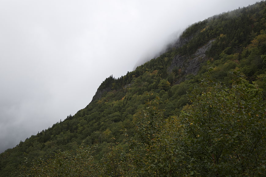 Misty Mountain Slope with Dense Forest and Fog