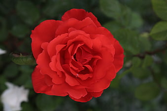 Close-up of a vibrant red rose with blurred green background
