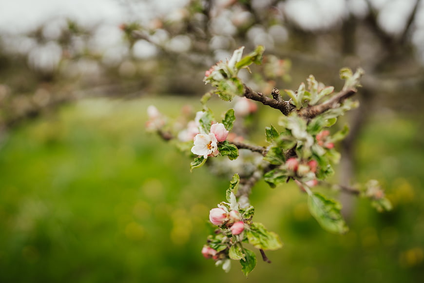 Close-up of pink apple blossoms on a branch in spring