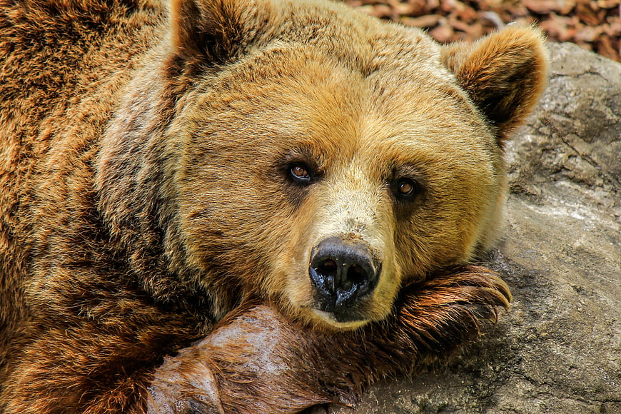 Close-up Portrait of Resting Brown Bear on Rock