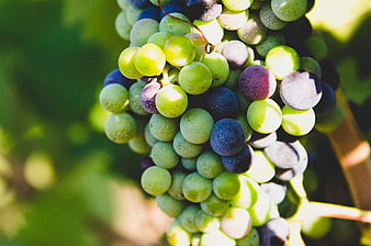 Close-up of ripening green and purple grapes on vine