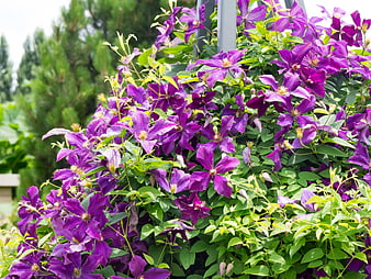 Vibrant Purple Clematis Flowers Blooming on Garden Trellis