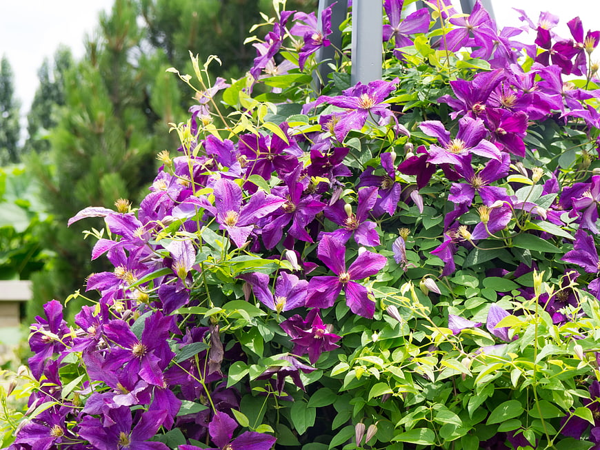 Vibrant Purple Clematis Flowers Blooming on Garden Trellis