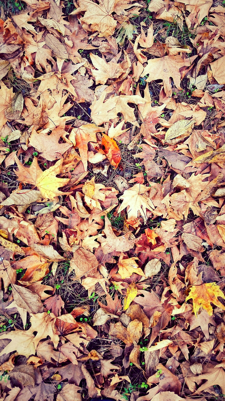 Top View of Dried Autumn Leaves on Forest Floor