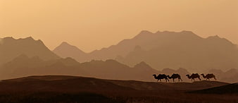 Silhouette of camel caravan in desert landscape at sunset