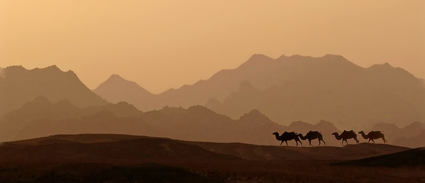 Silhouette of camel caravan in desert landscape at sunset