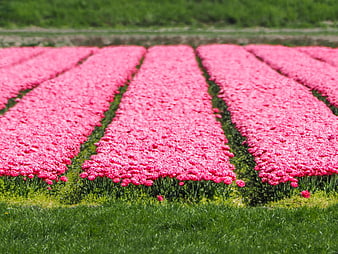 Vibrant Pink Tulip Field Rows in Spring