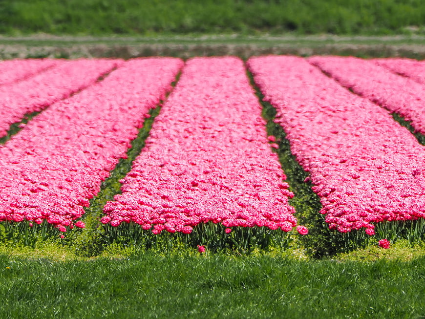 Vibrant Pink Tulip Field Rows in Spring