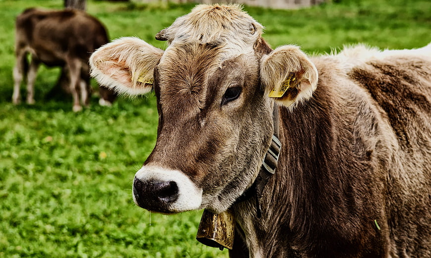 Close-up portrait of a brown cow with a bell in a green pasture