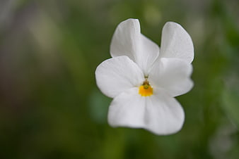 Close-up of a delicate white flower with yellow center