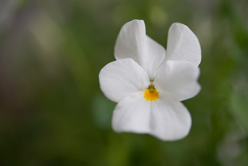 Close-up of a delicate white flower with yellow center