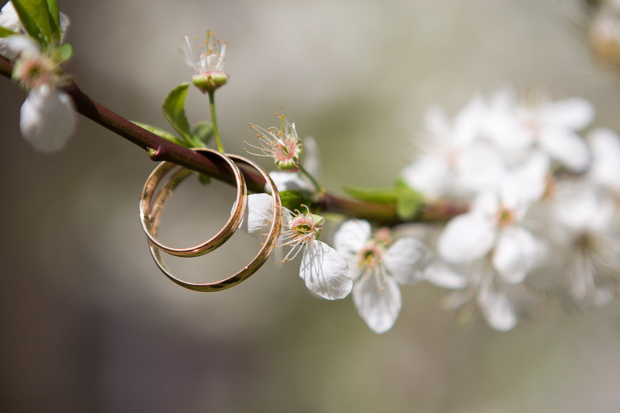 Gold wedding rings on a blooming spring branch