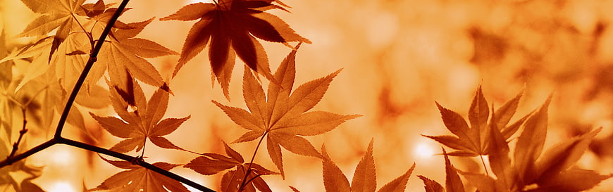 Backlit Autumn Maple Leaves Against Golden Orange Bokeh Background