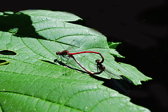 Two red damselflies mating on a green leaf