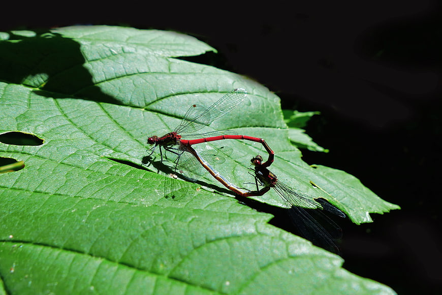 Two red damselflies mating on a green leaf