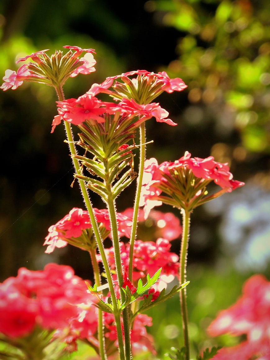 Pink Verbena Flowers in Sunlight with Green Bokeh Background
