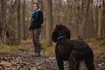 Woman walking brown dog on forest path in autumn