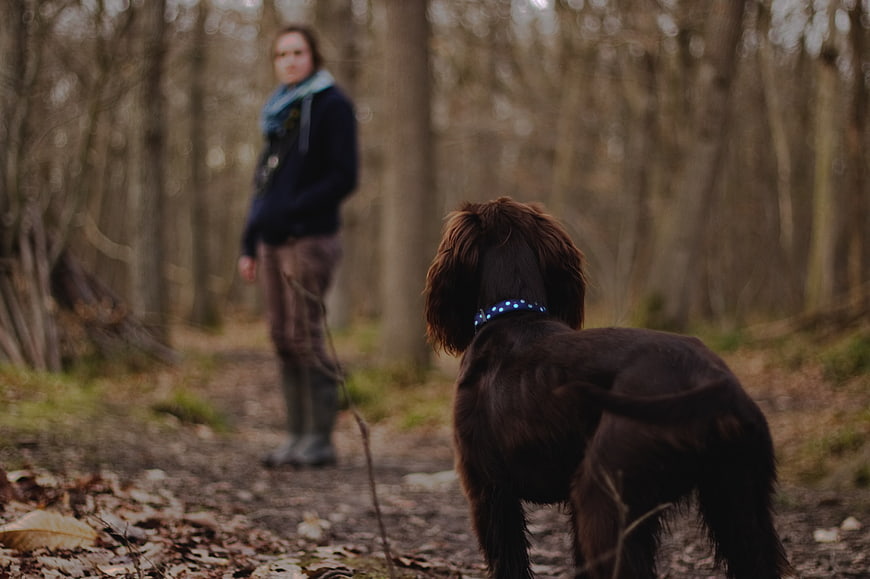 Woman walking brown dog on forest path in autumn