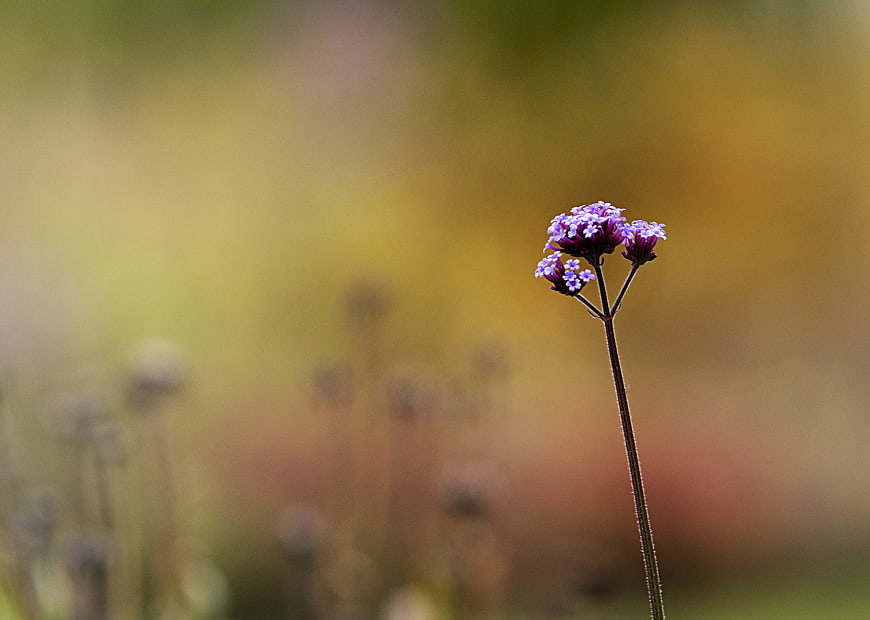 Purple Verbena Flower with Blurred Background