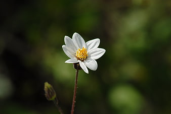 Close-up of a delicate white wildflower with yellow center