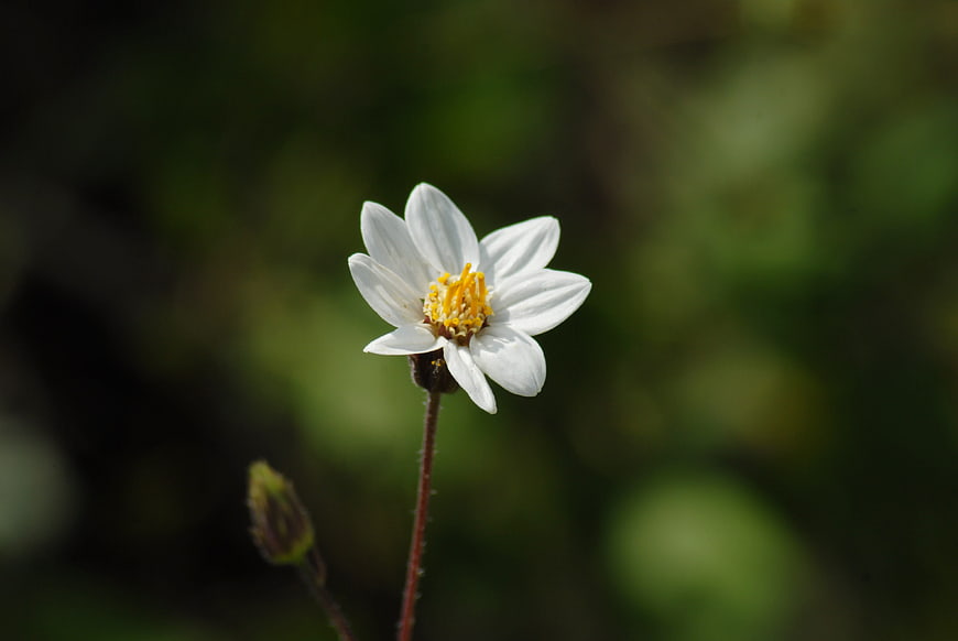 Close-up of a delicate white wildflower with yellow center