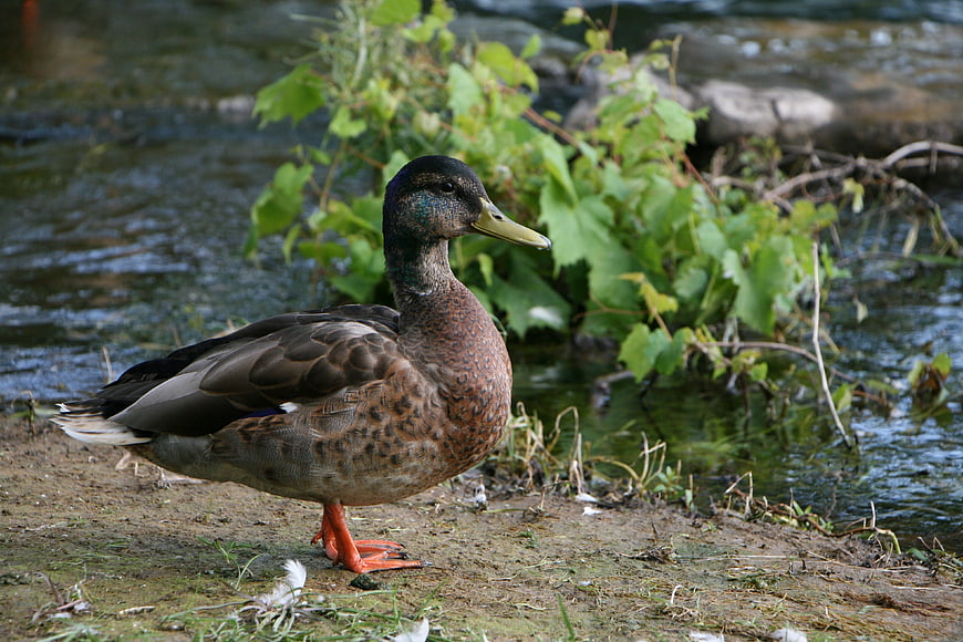 Mallard Duck Standing on Riverbank