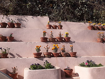 Terracotta flower pots on pink tiered garden walls