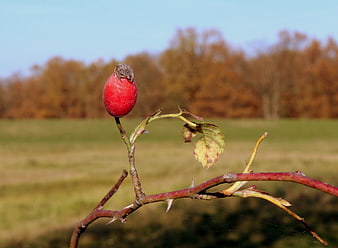 Red Rose Hip on Thorny Branch in Autumn Landscape