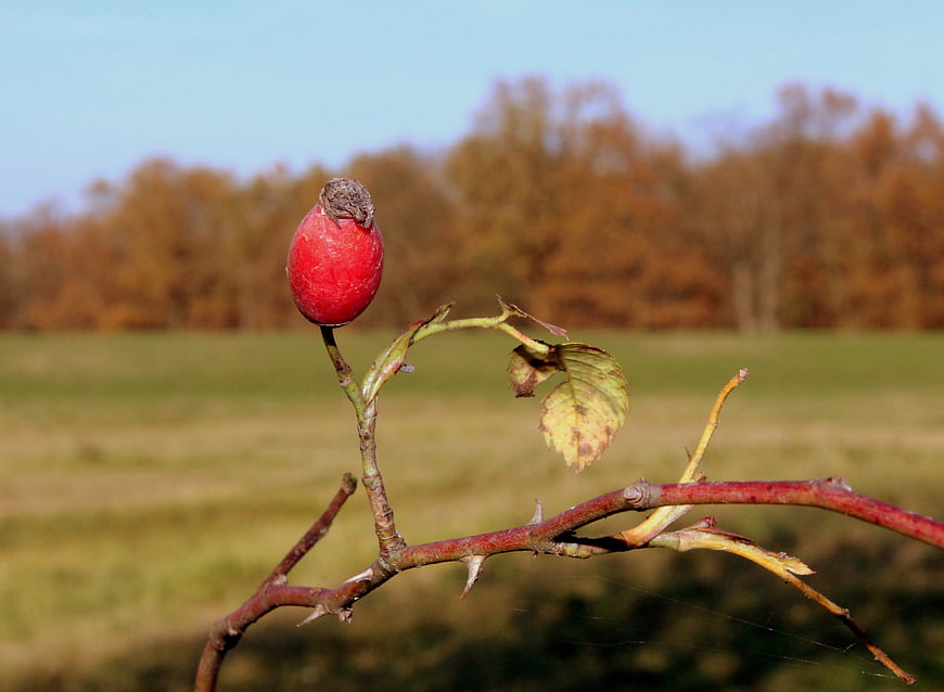Red Rose Hip on Thorny Branch in Autumn Landscape