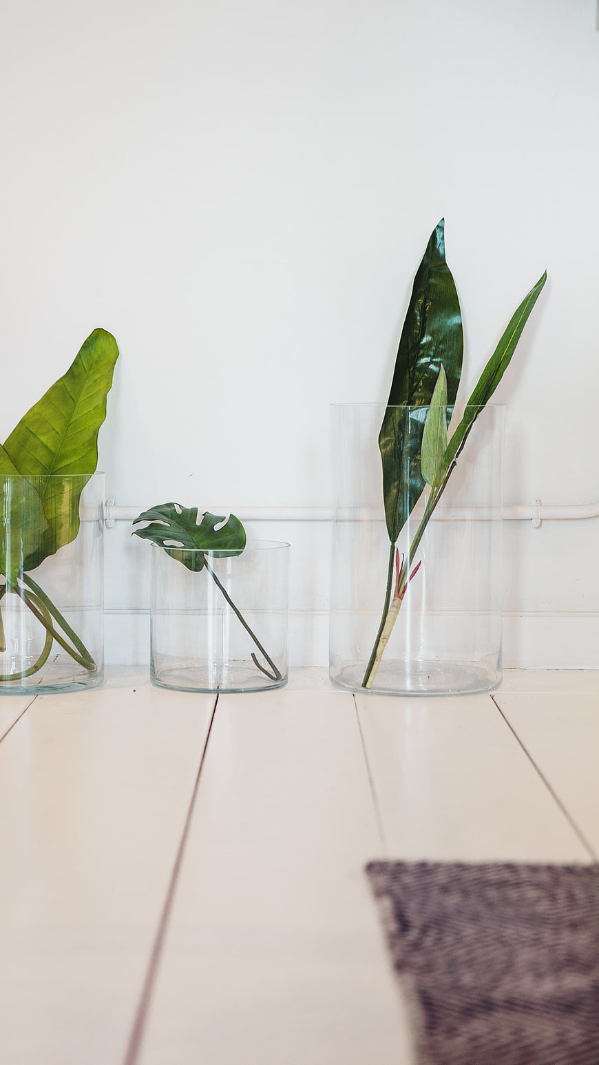 Minimalist Green Plant Leaves in Glass Vases on White Floor