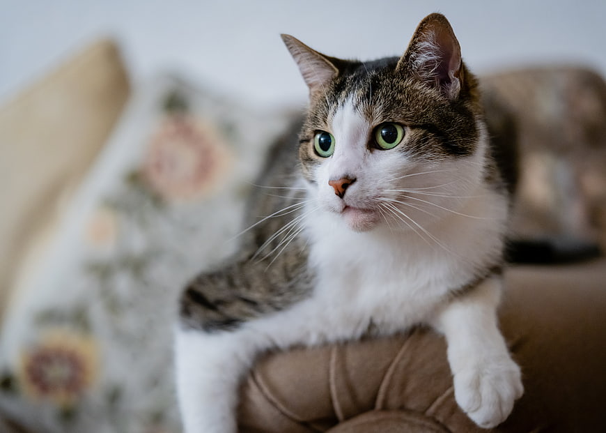 Portrait of a white and tabby cat with green eyes