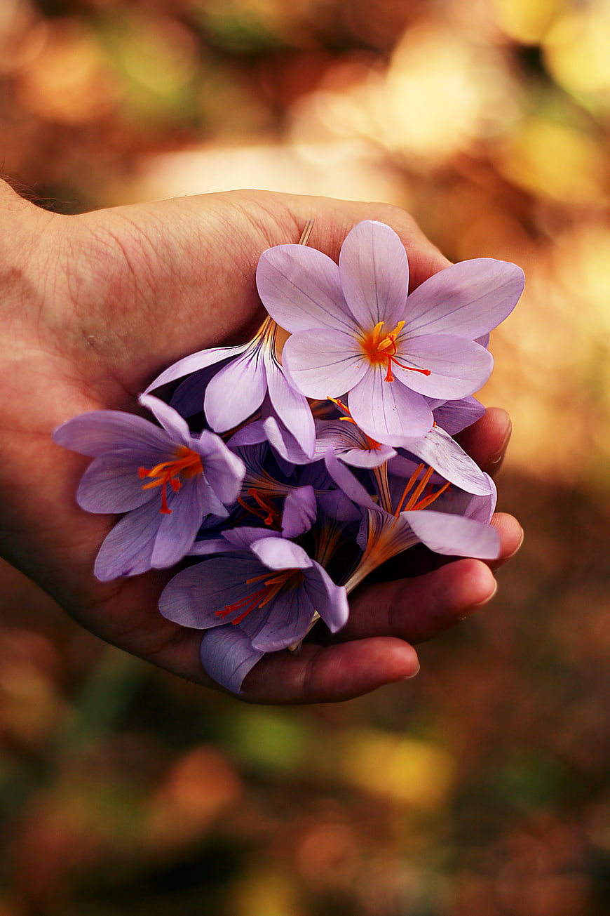 Hand holding purple saffron crocus flowers in nature