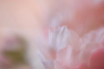 Soft Focus Pink Flower Petals Abstract Background