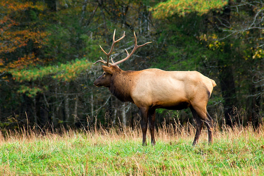 Majestic male elk standing in autumn forest meadow