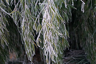 Frost-covered willow leaves hanging in winter morning
