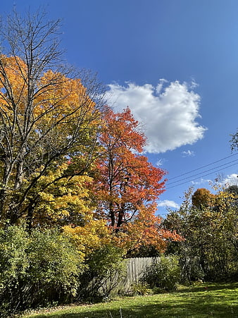 Vibrant Autumn Trees with Yellow and Red Leaves Against Blue Sky