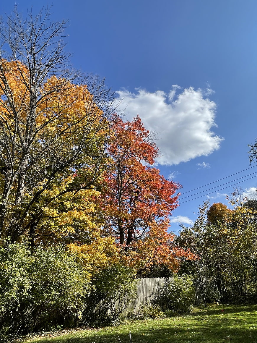 Vibrant Autumn Trees with Yellow and Red Leaves Against Blue Sky