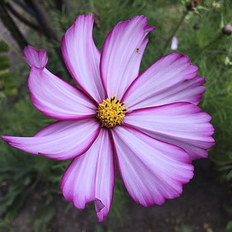 Close-up of a vibrant pink cosmos flower with yellow center