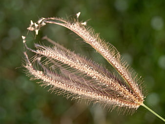 Close-up of fuzzy foxtail grass against green bokeh