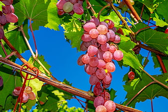 Ripe Red Grapes Hanging On Vine Against Blue Sky