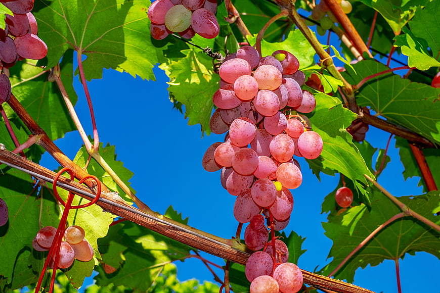 Ripe Red Grapes Hanging On Vine Against Blue Sky