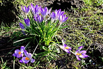Purple Crocus Flowers Blooming in Spring Grass