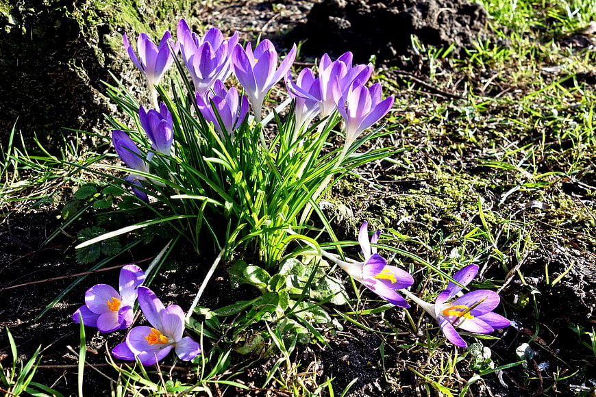 Purple Crocus Flowers Blooming in Spring Grass