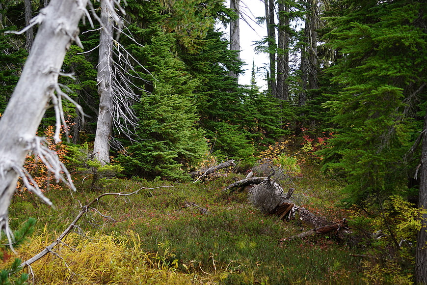 Autumn alpine forest with fallen trees and colorful undergrowth
