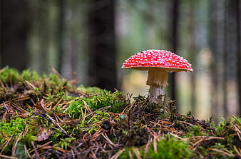 Red Fly Agaric Mushroom on Mossy Forest Floor