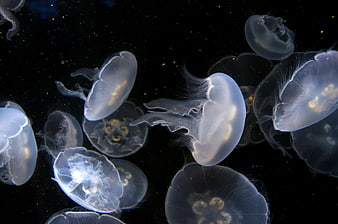 Moon jellyfish swimming in dark water